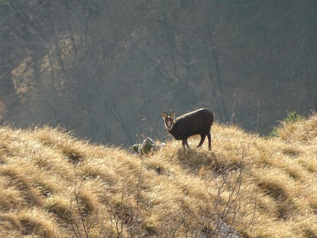 Camosci a Clauzetto